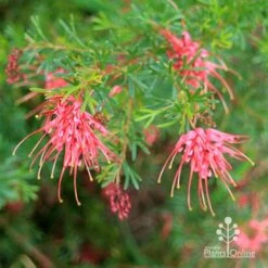Grevillea Red Wings -Felco Shop apo redwings grevillea bush flowering