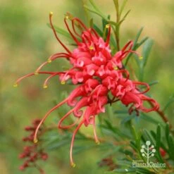 Grevillea Red Wings -Felco Shop apo redwings grevillea flower closeup