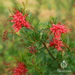 Grevillea Red Wings -Felco Shop apo redwings grevillea flowering