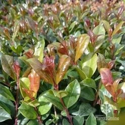 Syzygium Resilience - Lilly Pilly 18 Syzygium Resilience - Lilly Pilly -Felco Shop apo resilience new leaf colour