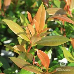 Syzygium Resilience - Lilly Pilly 19 Syzygium Resilience - Lilly Pilly -Felco Shop apo resilience new leaves