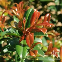 Syzygium Resilience - Lilly Pilly 13 Syzygium Resilience - Lilly Pilly -Felco Shop apo resilience new orange leaf