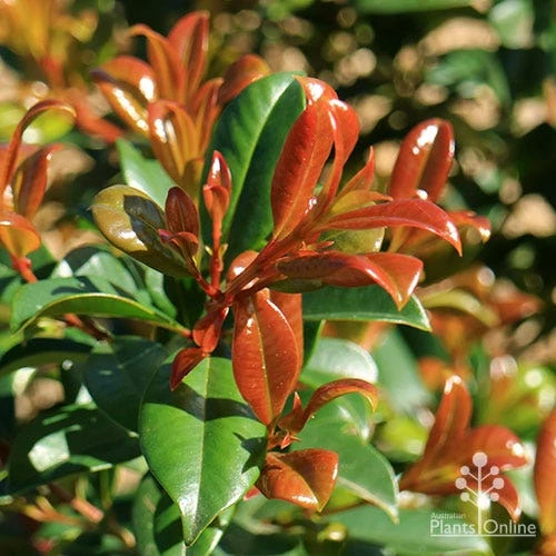 Syzygium Resilience - Lilly Pilly 4 Syzygium Resilience - Lilly Pilly - Image 4