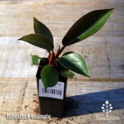 Philodendron Rojo Congo -Felco Shop apo rojo congo tubestock top