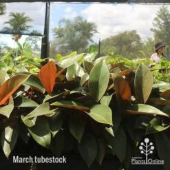 Philodendron Rojo Congo -Felco Shop apo rojo march