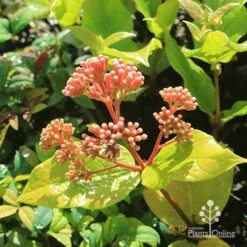 Rondeletia Amoena 37 Rondeletia Amoena -Felco Shop apo rondeletia amoena buds july