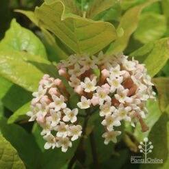 Rondeletia Amoena 31 Rondeletia Amoena -Felco Shop apo rondeletia amoena flower