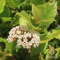 Rondeletia Amoena 34 Rondeletia Amoena -Felco Shop apo rondeletia amoena flower leaf