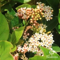 Rondeletia Amoena 29 Rondeletia Amoena -Felco Shop apo rondeletia amoena flowers