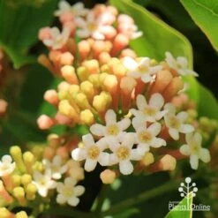 Rondeletia Amoena 30 Rondeletia Amoena -Felco Shop apo rondeletia amoena flowers closeup