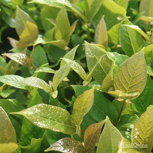 Rondeletia Amoena 8 Rondeletia Amoena - Image 8