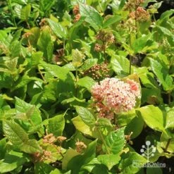 Rondeletia Amoena 33 Rondeletia Amoena -Felco Shop apo rondeletia amoena plants