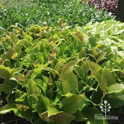 Rondeletia Amoena 18 Rondeletia Amoena - Image 18