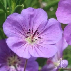 Geranium Rozanne 13 Geranium Rozanne -Felco Shop apo roseanne geranium close