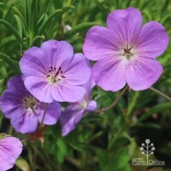 Geranium Rozanne