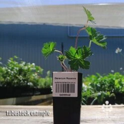 Geranium Rozanne 11 Geranium Rozanne -Felco Shop apo rozanne tubestock