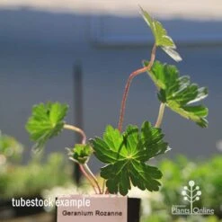 Geranium Rozanne 15 Geranium Rozanne -Felco Shop apo rozanne tubestock closer