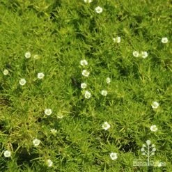 Sagina Subulata Aurea – Scotch Moss 15 Sagina Subulata Aurea – Scotch Moss -Felco Shop apo sagina aurea flowers