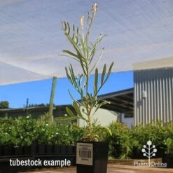 Grevillea Sandra Gordon 16 Grevillea Sandra Gordon -Felco Shop apo sandra gordon grevillea tubestock 1