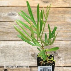 Grevillea Sandra Gordon 12 Grevillea Sandra Gordon -Felco Shop apo sandra gordon tubestock