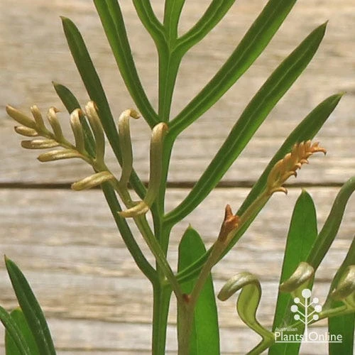 Grevillea Sandra Gordon 2 Grevillea Sandra Gordon - Image 2