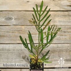 Grevillea Sandra Gordon 14 Grevillea Sandra Gordon -Felco Shop apo sandra gordon tubestock top