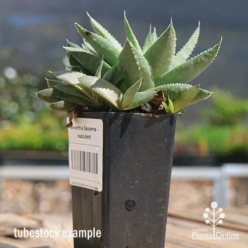 Haworthia Savanna - Succulent 7 Haworthia Savanna - Succulent - Image 7