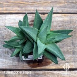 Haworthia Savanna - Succulent 11 Haworthia Savanna - Succulent -Felco Shop apo savanna big size top