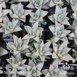Haworthia Savanna - Succulent 10 Haworthia Savanna - Succulent -Felco Shop apo savanna tubestocks