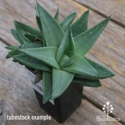 Haworthia Savanna - Succulent 9 Haworthia Savanna - Succulent -Felco Shop apo savannah big size