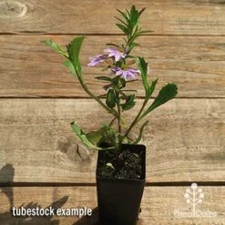 Scaevola Purple Fanfare - Fan Flower -Felco Shop apo scaevola fanfare tubestock flowering