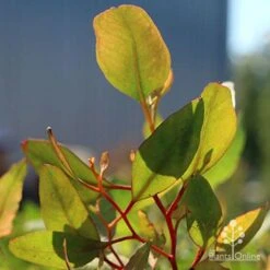 Eucalyptus Summer Scentsation - Flowering Gum 11 Eucalyptus Summer Scentsation - Flowering Gum -Felco Shop apo scentsation gum red stems
