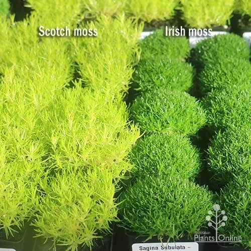 Sagina Subulata Aurea – Scotch Moss 11 Sagina Subulata Aurea – Scotch Moss - Image 11