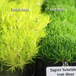 Sagina Subulata Aurea – Scotch Moss 16 Sagina Subulata Aurea – Scotch Moss -Felco Shop apo scotch moss irish moss compared