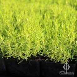 Sagina Subulata Aurea – Scotch Moss 14 Sagina Subulata Aurea – Scotch Moss -Felco Shop apo scotch moss leaves