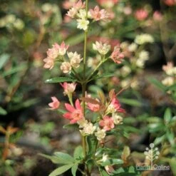 Ceratopetalum Shiraz - Christmas Bush 13 Ceratopetalum Shiraz - Christmas Bush -Felco Shop apo shiraz ceratopetalum true flowers