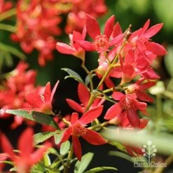 Ceratopetalum Shiraz - Christmas Bush 10 Ceratopetalum Shiraz - Christmas Bush -Felco Shop apo shiraz christmas bush flowers