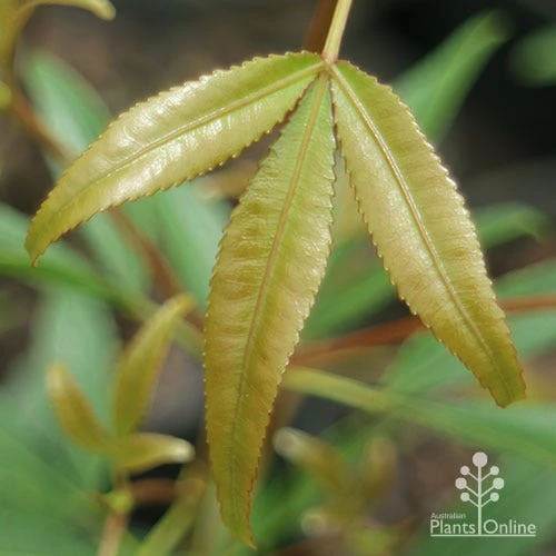 Ceratopetalum Shiraz - Christmas Bush 7 Ceratopetalum Shiraz - Christmas Bush - Image 7