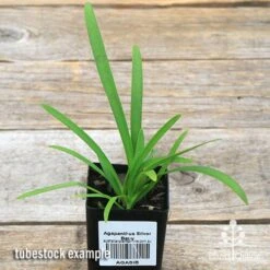 Agapanthus Silver Baby 9 Agapanthus Silver Baby -Felco Shop apo silver baby tubestock