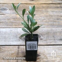 Convolvulus Cneorum - Silverbush 11 Convolvulus Cneorum - Silverbush -Felco Shop apo silverbush tubestock top