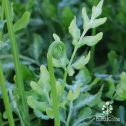 Pteris - Slender Brake Fern -Felco Shop apo slender pteris curl