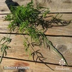 Pteris - Slender Brake Fern -Felco Shop apo slender pteris tubestock flat