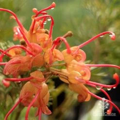 Grevillea Soopa Doopa -Felco Shop apo soopa doopa closeup