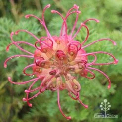 Grevillea Soopa Doopa -Felco Shop apo soopa doopa full open