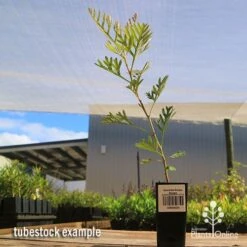 Grevillea Soopa Doopa -Felco Shop apo soopa doopa tubestock