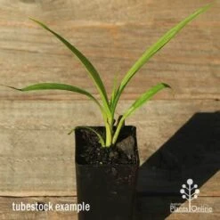 Spathoglottis Purple Haze - Native Orchid 5 Spathoglottis Purple Haze - Native Orchid -Felco Shop apo spathoglottis purple haze tubestock