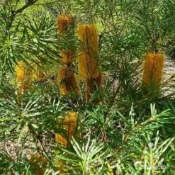 Banksia Spinulosa - Hairpin Banksia -Felco Shop apo spinulosa flowers2