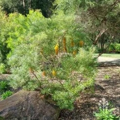 Banksia Spinulosa - Hairpin Banksia -Felco Shop apo spinulosa in winter