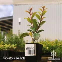 Syzygium Straight And Narrow - Lilly Pilly 11 Syzygium Straight And Narrow - Lilly Pilly -Felco Shop apo straight and narrow tubestock