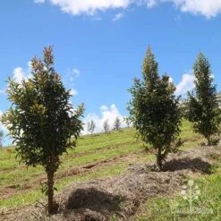 Syzygium Straight And Narrow - Lilly Pilly 10 Syzygium Straight And Narrow - Lilly Pilly -Felco Shop apo straight narrow nursery planting